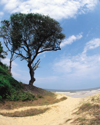 Beach Walk