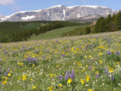 Mountain Fields