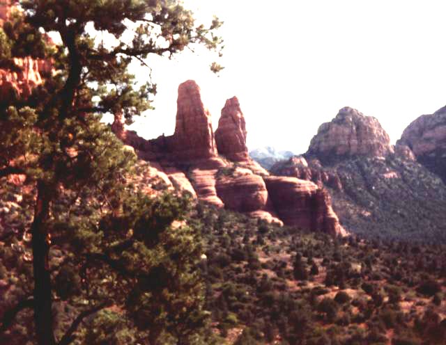 sedona_tree